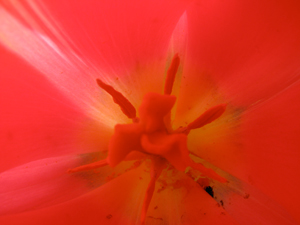 Red flower close up